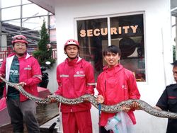 Warga Sukabumi Kaget Muncul Ular Sanca 3 Meter Saat Banjir