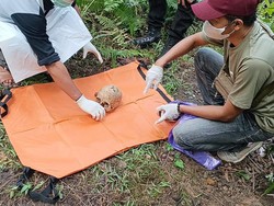 Penemuan Tengkorak Manusia di Kebun Sawit Kotabaru Bikin Geger