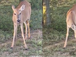 Rusa Makan Ular yang Bikin Publik Terheran-heran