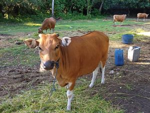 Jelang Idul Adha, Permintaan Hewan Kurban di Jembrana-Tabanan Tinggi