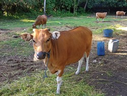 Jelang Idul Adha, Permintaan Hewan Kurban di Jembrana-Tabanan Tinggi