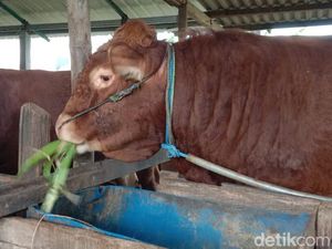 Hukum Menyembelih Hewan Kurban untuk Orang Tua yang Masih Hidup Hukum Menyembelih Hewan Kurban untuk Orang Tua yang Masih Hidup