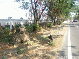 Warga Keluhkan Akar Pohon Besar Sisa Proyek Pelebaran Jalan di Bojonegoro