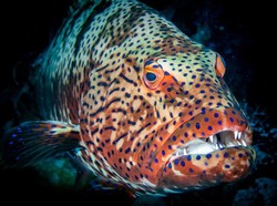 Bentuknya Mirip Monster, 5 Ikan Ini Ternyata Rasanya Lezat