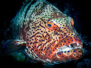 Bentuknya Mirip Monster, 5 Ikan Ini Ternyata Rasanya Lezat Bentuknya Mirip Monster, 5 Ikan Ini Ternyata Rasanya Lezat