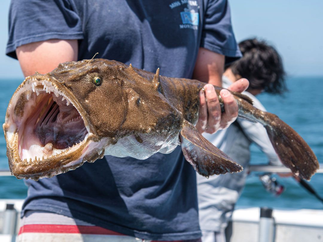 Bentuknya Mirip Monster, 5 Ikan Ini Ternyata Rasanya Lezat