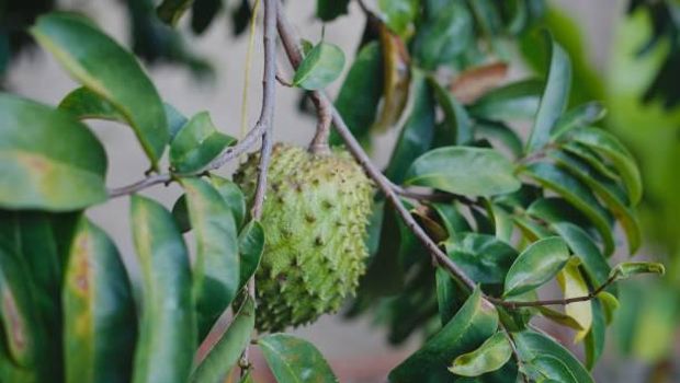  Soursop fruit hanging on its tree, on December 24, 2018.