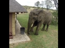 Viral Lagi Setelah 8 Tahun, Gajah Bersihkan Sampah Berceceran