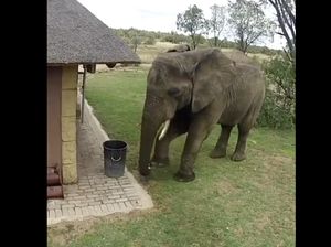 Viral Lagi Setelah 8 Tahun, Gajah Bersihkan Sampah Berceceran Viral Lagi Setelah 8 Tahun, Gajah Bersihkan Sampah Berceceran