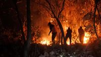 Terbakar, Hutan Jati Milik Perhutani di Situbondo Merah Menyala