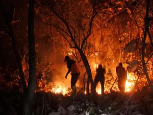 Terbakar, Hutan Jati Milik Perhutani di Situbondo Merah Menyala Terbakar, Hutan Jati Milik Perhutani di Situbondo Merah Menyala