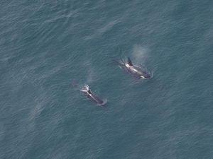 Penampakan Langka Paus Pembunuh di Tempat Baru