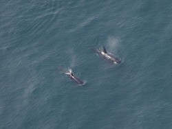 Ganasnya Orca di Selat Gibraltar, Tenggelamkan Kapal Pesiar