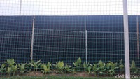 Kain hitam ini memang sengaja dipasang di sekeliling lapangan tempat latihan timnas Indonesia. Foto: Muhammad Robbani/detikcom