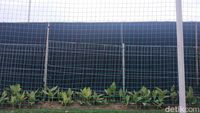 Foto Kain Hitam di Sekeliling Lapangan Latihan Timnas Indonesia