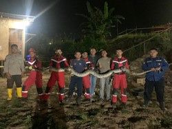 Ular Sanca 5 Meter Muncul di Saluran Pipa PDAM Makassar, Damkar Evakuasi