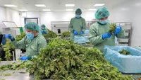 Melihat Produksi Ganja Medis di Pabrik Jerman