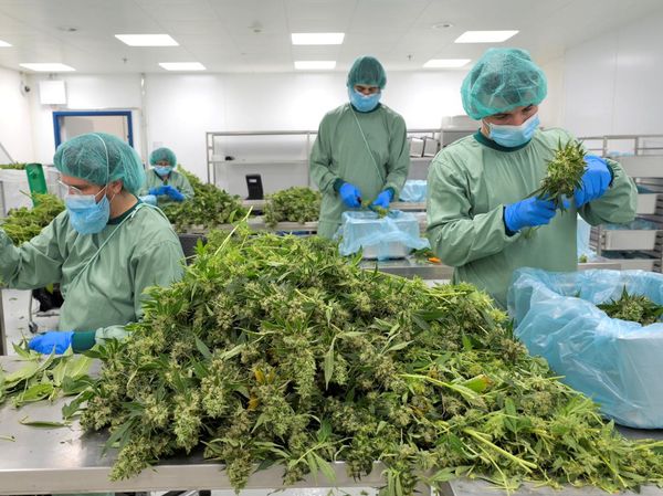 Melihat Produksi Ganja Medis di Pabrik Jerman