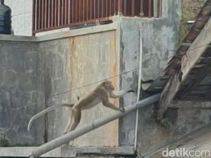 Monyet Besar Mondar-mandir di Perkotaan Ciamis, Warga Resah