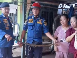 Ular Tikus Raja Masuk Sumur Rumah Warga di Bogor