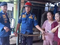 Ular Tikus Raja Masuk Sumur Rumah Warga di Bogor