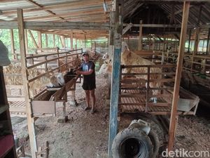 Polisi di Bojonegoro ini Kebanjiran Order Kambing Jelang Idul Adha