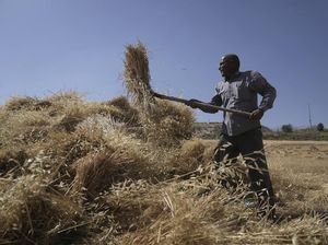 Potret Petani Palestina saat Memanen Gandum