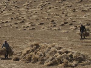 Siapa Petani Pertama di Dunia? Ini Sejarahnya Siapa Petani Pertama di Dunia? Ini Sejarahnya