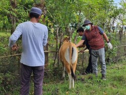 Jelang Idul Adha, 135 Ekor Sapi di Bone Terpapar Virus Jembrana