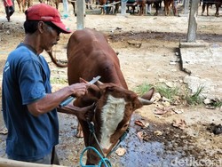 Jelang Idul Adha, Jasa Salon Sapi Kian Diminati di Pasar Hewan Blitar