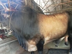 Jokowi Sumbang 1 Ekor Sapi Jumbo untuk Masjid Agung Medan saat Idul Adha