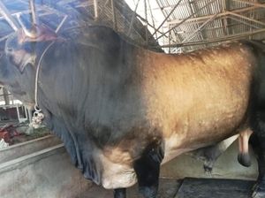 Jokowi Sumbang 1 Ekor Sapi Jumbo untuk Masjid Agung Medan saat Idul Adha Jokowi Sumbang 1 Ekor Sapi Jumbo untuk Masjid Agung Medan saat Idul Adha