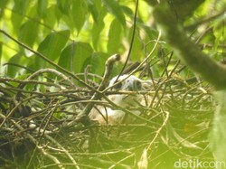 Anak Garuda Kembali Menetas di Kawasan Gunung Gede Pangrango