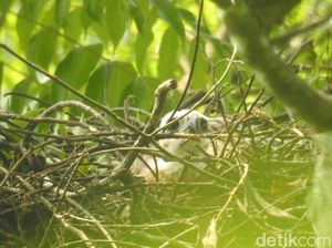 Anak Garuda Kembali Menetas di Kawasan Gunung Gede Pangrango Anak Garuda Kembali Menetas di Kawasan Gunung Gede Pangrango