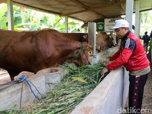 Ada Showroom Hewan Kurban di Ponorogo, Sapi Dipijat-Diberi Jamu dan Vitamin