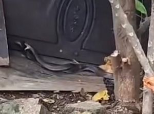 Heboh Ular Kobra Kawin Jadi Tontonan Warga di Depok, Begini Ceritanya