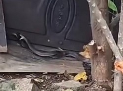 Heboh Ular Kobra Kawin Jadi Tontonan Warga di Depok, Begini Ceritanya