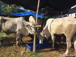 Tata Cara Menyembelih Hewan Qurban, Doa, serta Rukunnya