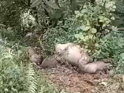 20 Bangkai Babi Diduga Terjangkit ASF Berserakan di Jalan Poros Torut-Palopo