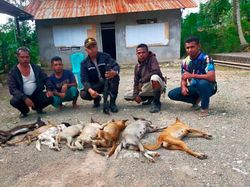 Hanya Diolesi Minyak Kelapa, Bocah di TTS Meninggal Akibat Rabies Hanya Diolesi Minyak Kelapa, Bocah di TTS Meninggal Akibat Rabies