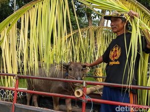 Melihat Kirab Kerbau Jelang Tradisi Nyadran Dam Bagong Trenggalek Melihat Kirab Kerbau Jelang Tradisi Nyadran Dam Bagong Trenggalek