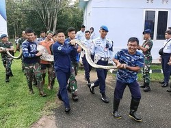 Nasib Ular Piton 5,5 Meter Usai Mangsa Rusa di Mako Lanud HLO Kendari