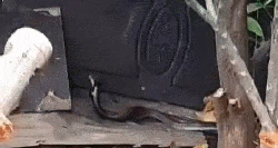 Ular Kobra Kawin Bikin Warga Depok Rame-rame Nobar