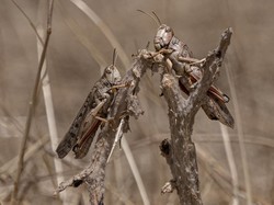 Nama Organ Gerak Belalang dan Morfologinya, Apa Saja?