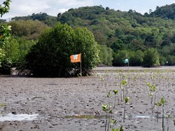 Pemerintah Mau Ngutang Rp 2,1 T ke Bank Dunia Buat Mangrove, Dikritik DPR