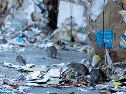 Hiii, Warga Paris Diminta Hidup Berdampingan dengan 6 Juta Tikus!