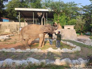 Tiba di Semarang Zoo, 2 Gajah Borobudur Segera Dijodohkan
