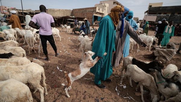 Suasana di Pasar Ternak Senegal Jelang Idul Adha