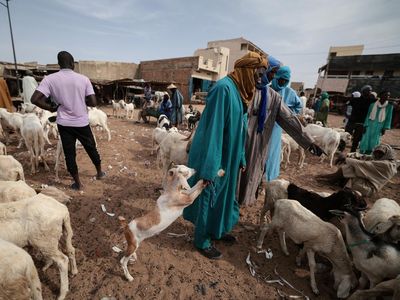 Suasana di Pasar Ternak Senegal Jelang Idul Adha