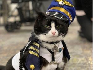 Kenalin Nih, Kucing Terapis nan Gemas Penghibur Penumpang di Bandara